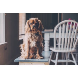 Pies w bloku – jaką rasę najlepiej wybrać? Porady