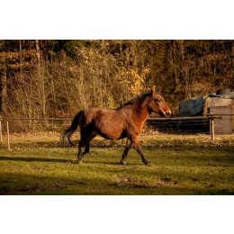 Koń huculski (Hucuł) - najważniejsze informacje o rasie