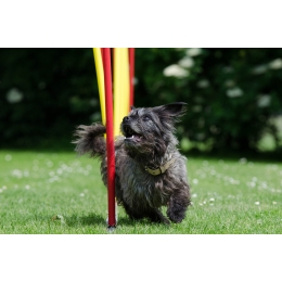 Plac zabaw dla psów – jak można zapewnić psu ciekawą rozrywkę?