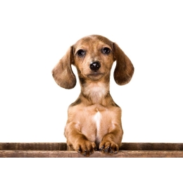 Ropomacicze u psów jako stan zagrożenia życia