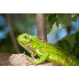 Legwan, iguana: wszystko, co musisz wiedzieć, zanim zdecydujesz się je kupić