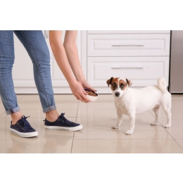 Kiedy karmić psa – rano czy wieczorem?