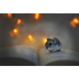 Imiona dla chomika. Lista imion dla chomika dziewczynki i samca