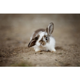 Imiona dla królików – alfabetyczny spis. Jak wybrać najlepsze imię dla królika?