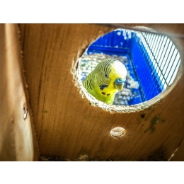 Imiona dla papug. Spis imion i inspiracje