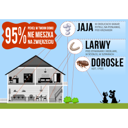 Pchły - co trzeba o nich wiedzieć