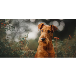 Terier irlandzki (Irish terrier) - encyklopedia ras psów