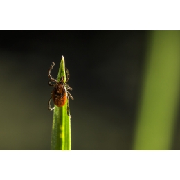 Uwaga na kleszcze! Jak się przed nimi chronić, jak prawidłowo usunąć kleszcza oraz jakie objawy powinny nas zaniepokoić?