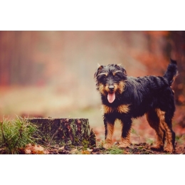 Niemiecki terier myśliwski (Jagdterrier) – najważniejsze informacje o rasie