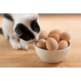 Czy jajko dla kota to dobry pomysł?
