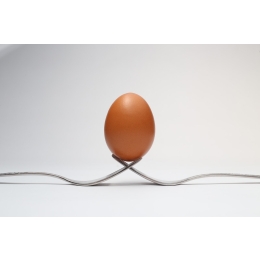 Jajko dla psa - w jakiej formie pies może jeść jajka i czy to jest zdrowe? Czy skorupki jaj są jadalne?