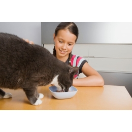 Ile powinien jeść kot? Jak dawkować mu pokarm?