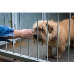 Praktyczne porady jak namówić rodziców na psa