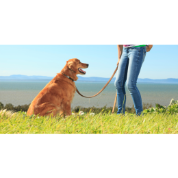 Jak nauczyć psa komendy daj głos?