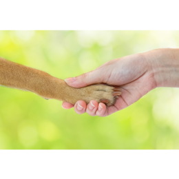 Jak nauczyć psa dawać łapę? Przydatne tricki