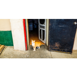 Jak oduczyć kota wychodzenia z domu?