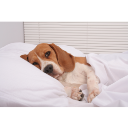 Jak oduczyć psa spania w łóżku? Porady krok po kroku