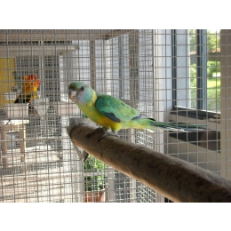 Jak oswoić papugę? Pomocne wskazówki