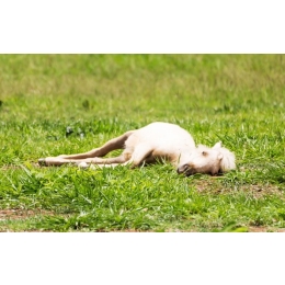 Jak konie śpią? Wszystko o śnie konia