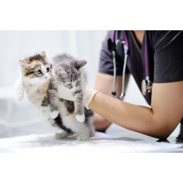 Jak prawidłowo unieruchomić kota? Wskazówki przydatne u weterynarza i w domu