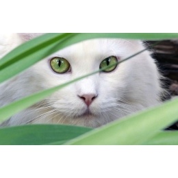 Jak chronić kota przed kleszczami? Przegląd najpopularniejszych środków ochrony przeciw kleszczom