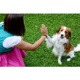 Zastanawiasz się jakiego psa wybrać? Sprawdź 5 najważniejszych kryteriów przy wyborze idealnej rasy