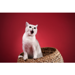 Jaki kot do mnie pasuje? Przeczytaj, zanim kupisz kota