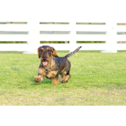 Jamnik szorstkowłosy – Encyklopedia psów