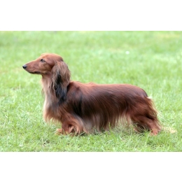 Jamnik - charakterystyka, pielęgnacja, zdrowie ( Encyklopedia psów )