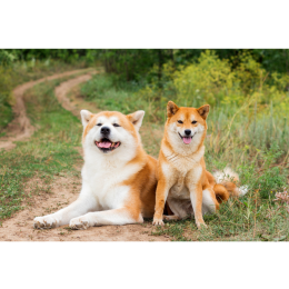 Jakie to są japońskie psy?