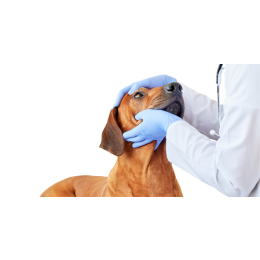 Jaskra u psa - objawy, leczenie, przyczyny