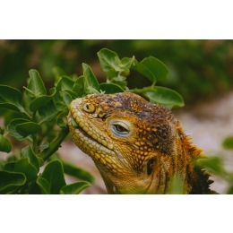 Co jedzą jaszczurki? Zdradzamy sekrety żywienia jaszczurek