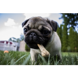 Alergia pokarmowa u psa - jak diagnozować i leczyć