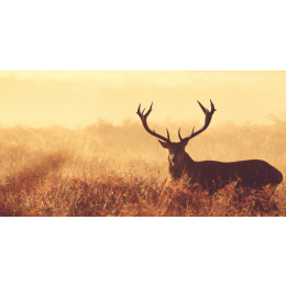 Jelenie - najważniejsze informacje ze świata tych zwierząt!