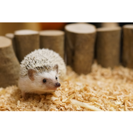 Jeż pigmejski (Atelerix albiventris) najważniejsze informacje o gatunku