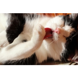 Koci język –  dlaczego jest szorstki?