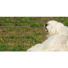 Owczarek południoworosyjski Jużak - encyklopedia ras psów