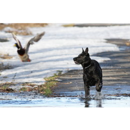 Czy dzikie ptactwo dla psa jest zdrowe? Poznaj wartość suszonej kaczki i bażanta