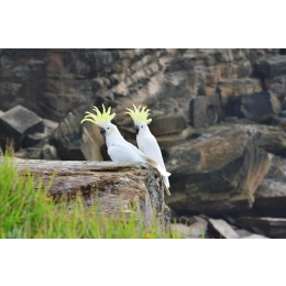 Kakadu – charakterystyka, potrzeby i żywienie