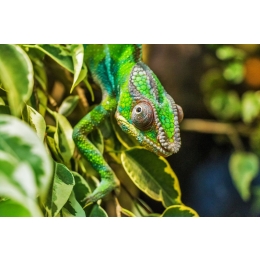 Kameleony – charakterystyka najpopularniejszych gatunków domowych
