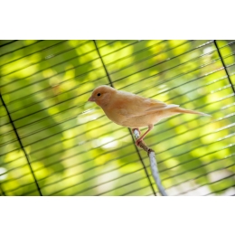 Kanarek domowy – najważniejsze informacje o hodowli