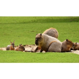 Kapibara – jak wygląda i jakie ma obyczaje największy gryzoń na świecie?