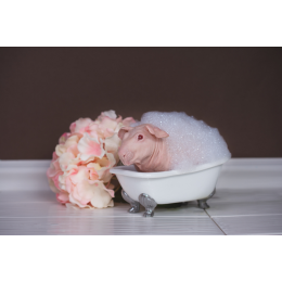 Czy świnkę morską można kąpać? Jak zapewnić kawii odpowiednią higienę z lub bez mycia?