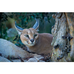 Karakal - domowy kot czy dzikie zwierzę?