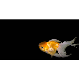 Karaś chiński (Carassius auratus auratus) - opis gatunku