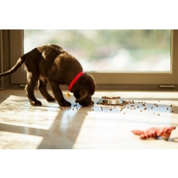 Karma bezzbożowa dla psa - komplet składników w diecie Twojego podopiecznego