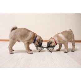 Ile karmy dla szczeniaka? Sprawdź prawidłowe dawkowanie posiłku