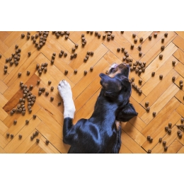 Czy karma z insektów jest rozwiązaniem na alergie u psa? Jakie jest białko z owadów?