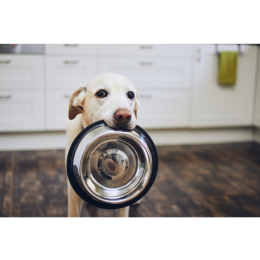 Wszystko o karmach monobiałkowych