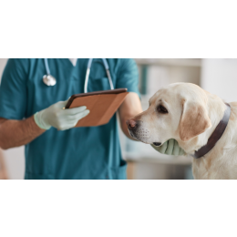 Czy kastracja chemiczna psa jest dobrym rozwiązaniem?